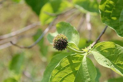Cornus Nuttallii - dřín Nutalův - kalichy s pestíky (po odkvětu)